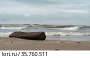 Wavy sea and a log covered with water weed on the shore. Стоковое видео, видеограф Данил Руденко / Фотобанк Лори