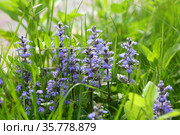 Flowers of lungwort, ajuga. Стоковое фото, фотограф Марина Володько / Фотобанк Лори