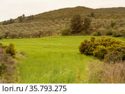 A field with ripening green wheat in the mountains. Стоковое фото, фотограф Татьяна Ляпи / Фотобанк Лори