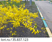 Цветущая форзиция (Forsythia) Стоковое фото, фотограф Мария Кылосова / Фотобанк Лори