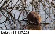 Ondatra zibethicus. Ондатра весенним днем грызет ветку ивы. Стоковое видео, видеограф Григорий Писоцкий / Фотобанк Лори