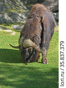 Muskox (Ovibos moschatus), hoofed mammal of family Bovidae. Стоковое фото, фотограф Валерия Попова / Фотобанк Лори
