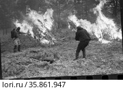 Пожарная служащие и борцы с лесными пожарами во время работы, двое мужчин стоят рядом с пламенем охвативший хвойные деревья, Якутия, сентябрь 1967. Редакционное фото, фотограф Варфоломей Тетерин / Фотобанк Лори