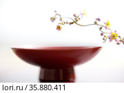 Thalictrum rochebrunianum. Стоковое фото, агентство Ingram Publishing / Фотобанк Лори