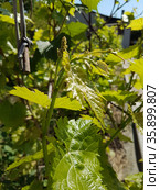 Grapevine in spring. Стоковое фото, фотограф Марина Володько / Фотобанк Лори