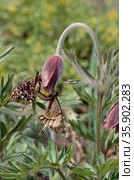 insect. Стоковое фото, агентство Ingram Publishing / Фотобанк Лори