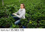 Young female gardener working with plant of felicia amelloides. Стоковое фото, фотограф Яков Филимонов / Фотобанк Лори