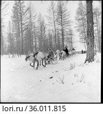 Несколько оленьих упряжек едут по лесной тропинке в сторону камеры, множество деревьев возвышаются над ними, село Макарасы, Якутия, март 1963 год. Редакционное фото, фотограф Варфоломей Тетерин / Фотобанк Лори