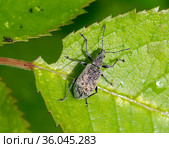 Жук-долгоносик бороздчатый . Phyllobius pomaceus. Стоковое фото, фотограф Галина Савина / Фотобанк Лори