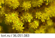 Flora of Gran Canaria - large inflorescence of Aeonium undulatum, succulent endemic to the island natural macro floral background. Стоковое фото, фотограф Tamara Kulikova / Фотобанк Лори