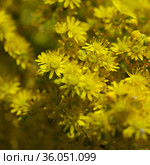 Flora of Gran Canaria - large inflorescence of Aeonium undulatum, succulent endemic to the island natural macro floral background. Стоковое фото, фотограф Tamara Kulikova / Фотобанк Лори