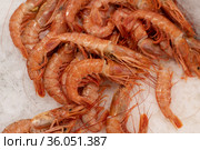 Red argentine shrimps on an ice for sale. Стоковое фото, фотограф Володина Ольга / Фотобанк Лори
