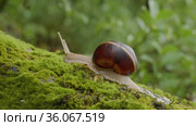 Виноградная улитка, или эскарго (Helix pomatia), ползёт по мху. Edible snail or escargot (Helix pomatia) crawls on the moss. Стоковое видео, видеограф Евгений Романов / Фотобанк Лори