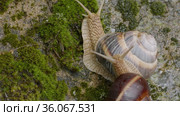 Виноградная улитка, или эскарго (Helix pomatia), ползёт по мху. Edible snail or escargot (Helix pomatia) crawls on the moss. Стоковое видео, видеограф Евгений Романов / Фотобанк Лори