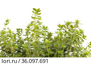 Thymus citriodorus AKA lemon thyme, isolated on white background. Стоковое фото, фотограф Tamara Kulikova / Фотобанк Лори