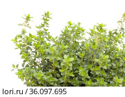 Thymus citriodorus AKA lemon thyme, isolated on white background. Стоковое фото, фотограф Tamara Kulikova / Фотобанк Лори