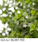 Thymus citriodorus AKA lemon thyme, isolated on white background. Стоковое фото, фотограф Tamara Kulikova / Фотобанк Лори