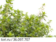 Thymus citriodorus AKA lemon thyme, isolated on white background. Стоковое фото, фотограф Tamara Kulikova / Фотобанк Лори
