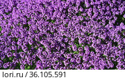 Медоносное растение тимьян (Thymus) ползучий и много пчел. Стоковое видео, видеограф Владимир Литвинов / Фотобанк Лори