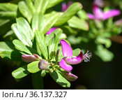 Flowering Polygala myrtifolia, the myrtle-leaf milkwort (Latin - Polygala Myrtifolia) Стоковое фото, фотограф Irina Opachevsky / Фотобанк Лори