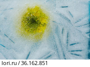 Ice texture with small round air bubbles trapped inside. Стоковое фото, фотограф Tamara Kulikova / Фотобанк Лори