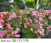 Бегония вечноцветущая (Begonia semperflorens) Стоковое фото, фотограф Мария Кылосова / Фотобанк Лори