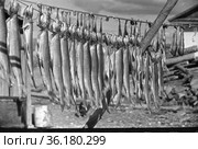 Процесс сушки рыбы под открытым небом, множество рыбных тушек висят на металлической проволоки натянутый между деревянными палками, Якутия, июнь 1966 год. Стоковое фото, фотограф Варфоломей Тетерин / Фотобанк Лори