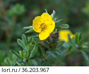 Лапчатка желтая или Курильский чай. Кустарниковый пятилистник (Potentilla fruticosa) Стоковое фото, фотограф Галина Савина / Фотобанк Лори