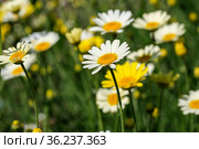 Beautiful summer flowers daisies (2021 год). Редакционное фото, фотограф Владимир Белобаба / Фотобанк Лори