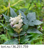 Лабазник вязолистный (лат. Filipendula ulmaria L. Maxim.) — лекарственное многолетнее травянистое растение семейства Розовые (Rosaceae). Растение в природной среде произрастания. Западная Сибирь, Россия. Стоковое фото, фотограф Евгений Мухортов / Фотобанк Лори