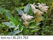 Лабазник вязолистный (лат. Filipendula ulmaria L. Maxim.) — лекарственное многолетнее травянистое растение семейства Розовые (Rosaceae). Растение в природной среде произрастания. Западная Сибирь, Россия. Стоковое фото, фотограф Евгений Мухортов / Фотобанк Лори