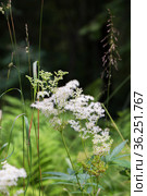 Лабазник вязолистный (лат. Filipendula ulmaria L. Maxim.) — лекарственное многолетнее травянистое растение семейства Розовые (Rosaceae). Растение в природной среде произрастания. Западная Сибирь, Россия. Стоковое фото, фотограф Евгений Мухортов / Фотобанк Лори