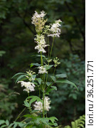 Лабазник вязолистный (лат. Filipendula ulmaria L. Maxim.) — лекарственное многолетнее травянистое растение семейства Розовые (Rosaceae). Растение в природной среде произрастания. Западная Сибирь, Россия. Стоковое фото, фотограф Евгений Мухортов / Фотобанк Лори