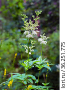 Лабазник вязолистный (лат. Filipendula ulmaria L. Maxim.) — лекарственное многолетнее травянистое растение семейства Розовые (Rosaceae). Растение в природной среде произрастания. Западная Сибирь, Россия. Стоковое фото, фотограф Евгений Мухортов / Фотобанк Лори