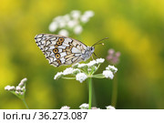 Melanargia russiae. Пестроглазка русская, или бархатница русская, или меланаргия русская. Бабочка на лугу в Кулундинской степи Алтайского края. Стоковое фото, фотограф Григорий Писоцкий / Фотобанк Лори