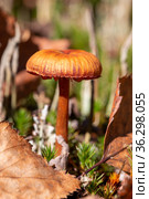 Mushroom Cortinarius uliginosus in forest. Стоковое фото, фотограф Евгений Ткачёв / Фотобанк Лори