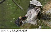 Pond sliders AKA Red Eared Terrapin Turtles - Trachemys scripta elegans. Стоковое видео, видеограф Сергей Старуш / Фотобанк Лори