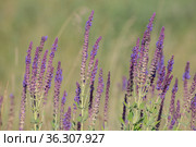 Blooming Salvia Superba close up on a sunny day. Стоковое фото, фотограф Володина Ольга / Фотобанк Лори