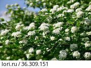 Opulifolius Diabolo blooms with white flowers in spring. Стоковое фото, фотограф Володина Ольга / Фотобанк Лори