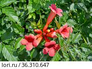 Цветы кампсиса укореняющегося (Campsis radicans (L.) Seem. ex Bureau) Стоковое фото, фотограф Ирина Борсученко / Фотобанк Лори