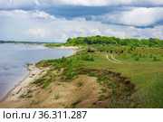 Высокий травянистый берег Волги. Середина лета. Стоковое фото, фотограф Александр Романов / Фотобанк Лори