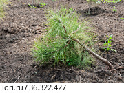 Close up of new pine tree grows in garden, Forestation. Стоковое фото, фотограф Короленко Елена / Фотобанк Лори