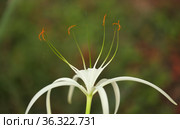 White flowers of Hymenocallis, spider lily, natural macro floral background. Стоковое фото, фотограф Tamara Kulikova / Фотобанк Лори