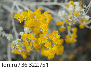 natural macro floral background with silver leaves of Jacobaea maritima, commonly known as silver ragwort. Стоковое фото, фотограф Tamara Kulikova / Фотобанк Лори