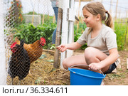Little girl feeding poultry at family allotment. Стоковое фото, фотограф Яков Филимонов / Фотобанк Лори