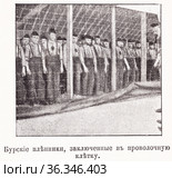 Бурские пленники, заключенные в проволочную клетку. Пленные буры в Бермуде. Иллюстрация из журнала "Московский листок" 1902 года. Стоковая иллюстрация, иллюстратор Макаров Алексей / Фотобанк Лори