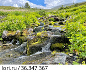 Ручей с чистой водой на Северном Урале недалеко от перевала Дятлова летом. Россия. Стоковое фото, фотограф Овчинникова Ирина / Фотобанк Лори