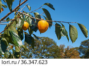 Japanese persimmon (Diospyros kaki) or kaki. Japan. Стоковое фото, фотограф Сергей Пристяжнюк (Serg Zastavkin) / Фотобанк Лори