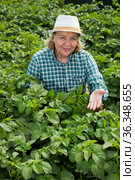Elderly woman weeds potatoes on the field. Стоковое фото, фотограф Яков Филимонов / Фотобанк Лори