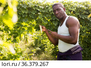 Afro farmer taking care of Momordica charantia. Стоковое фото, фотограф Яков Филимонов / Фотобанк Лори